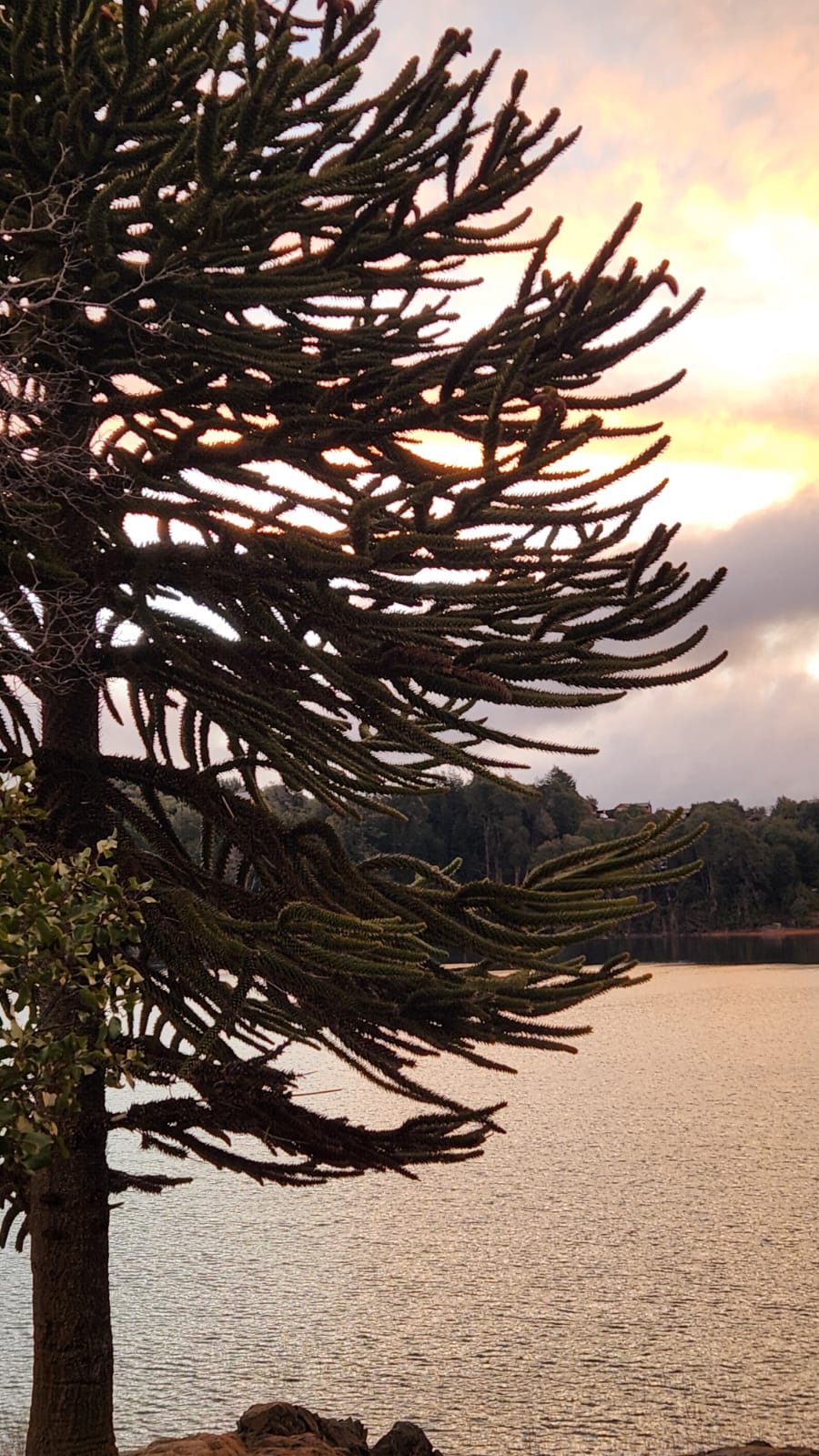 Bosque de araucarias en Villa Pehuenia